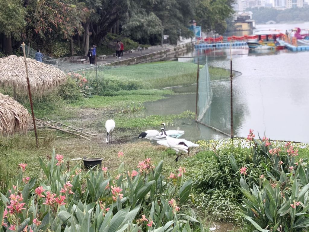 孤云将野鹤，岂向人间住。