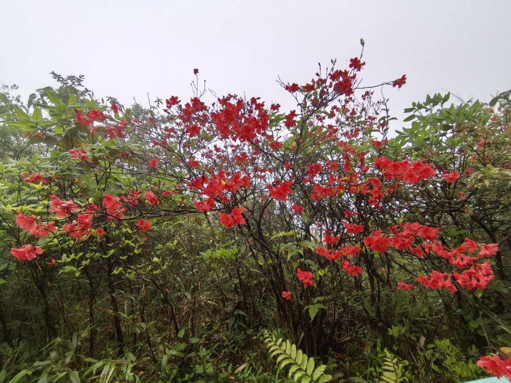 雾中杜鹃，猫儿山。