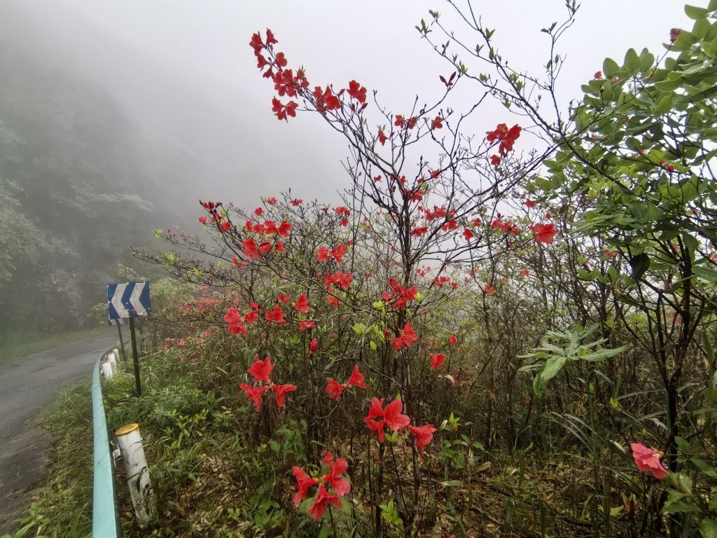 山中一夜雨，树䔋百重泉，杜鹃露娇姿，吐艳露芬芳。（猫儿山）